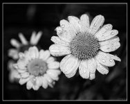 Day 221-1.jpg