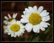 Day 221-2.jpg