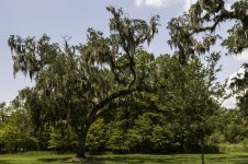 Avery Island, La-3636.jpg