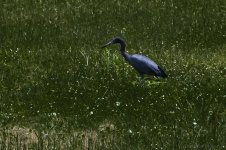 Avery Island, La-3668.jpg