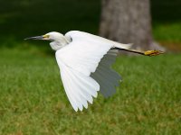 Heron6.jpg