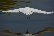 Heron17.jpg