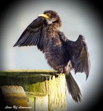 Cormorant 1 LOL.jpg