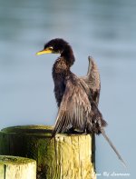 Cormorant 2 LOL.jpg