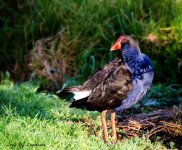 Pukeko 2 LOL.jpg