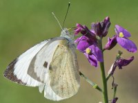butterfly 3.jpg