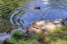 D610 #2 Deering Oaks HD2.jpg
