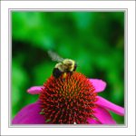 Bumblebee.jpg