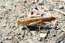 Hopper 035.jpg