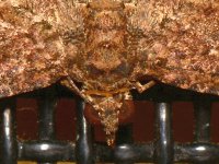 Moth2.jpg