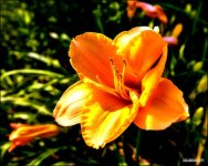 2014 SH HDR Flower 1.jpg