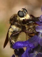FalseBee2.jpg