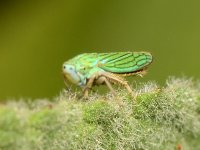 WeeBug.jpg