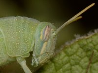 Hopper2.jpg