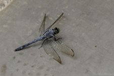 Lake Martin, Louisiana-Swamp Tour-3500.jpg