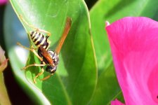 bee.jpg