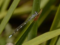 Damselfly.jpg