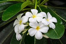 ype-flowers-1.jpg