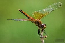 DSC_7679.jpg