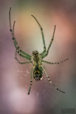 DSC_7047.jpg