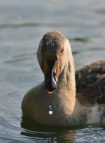 DSC_4377.jpg