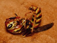 Wasp.jpg