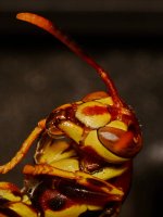 Wasp3.jpg