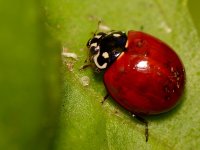 Ladybug.jpg