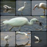 Juvenile Little Blue Heron.jpg