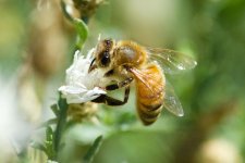 Bee 042.jpg