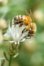 Bee 041.jpg