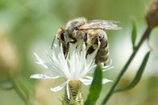 Bee 043.jpg