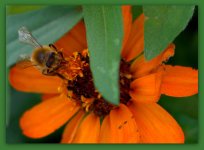 Orange Zinnia with a Bee.jpg