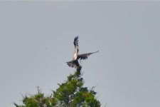 DSC_4434.jpg