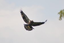 DSC_4440.jpg