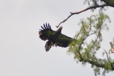 DSC_4437.jpg