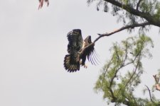 DSC_4436.jpg