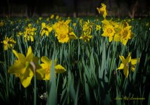 Daffodil field LOL.jpg