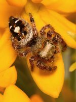 Spider3.jpg
