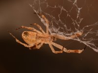 Spider6.jpg