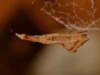 Spider5.jpg
