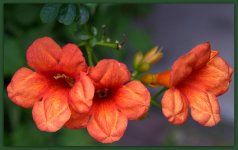 Trumpet Vine.jpg