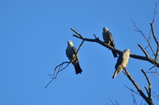 DSC_4521.jpg