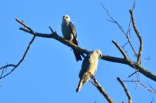 DSC_4520.jpg