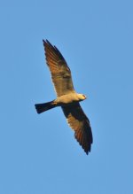 DSC_4529.jpg