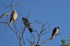 DSC_4522.jpg