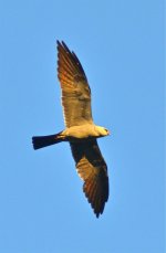DSC_4530.jpg