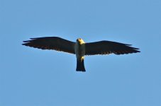 DSC_4531.jpg