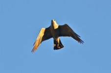 DSC_4533.jpg
