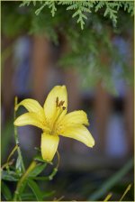 yellow_DSC6207.jpg